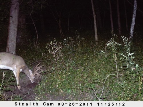 Trail Camera, Shed Hunting & Scouting Pics Photo