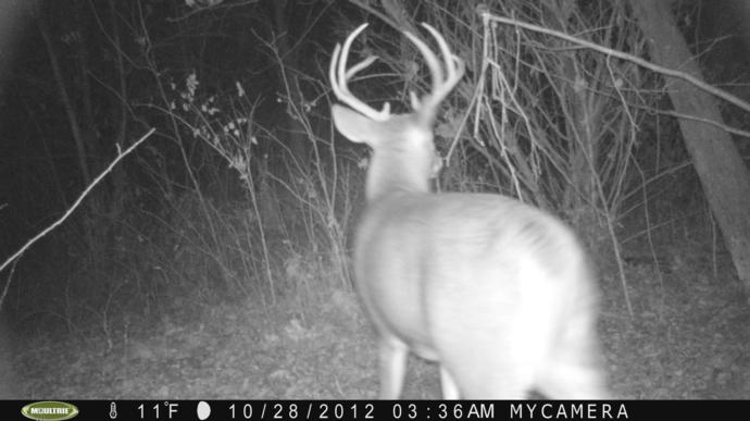 Trail Camera, Shed Hunting & Scouting Pics Photo