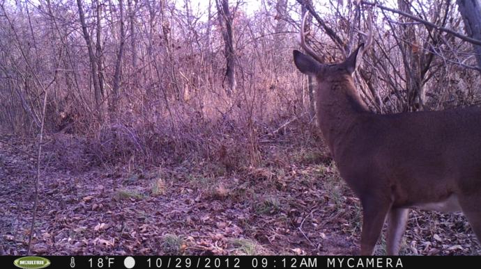 Trail Camera, Shed Hunting & Scouting Pics Photo