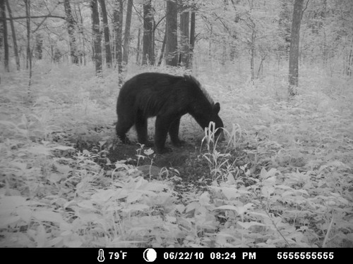 Doe's, Fawns, Bear and other Cool Deer Pics Photo