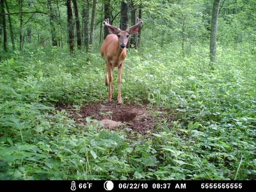 Trail Camera, Shed Hunting & Scouting Pics Photo