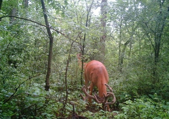 What time of year should I put Uncle Kurt's Deer Mineral out? What time of year should I put Uncle Kurt's Deer Mineral out?