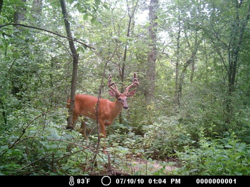 Trail Camera, Shed Hunting & Scouting Pics Photo