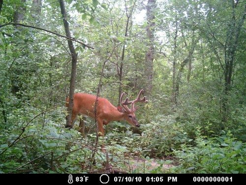 Trail Camera, Shed Hunting & Scouting Pics Photo