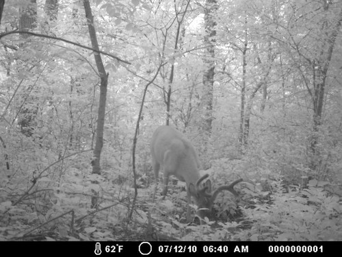 Trail Camera, Shed Hunting & Scouting Pics Photo