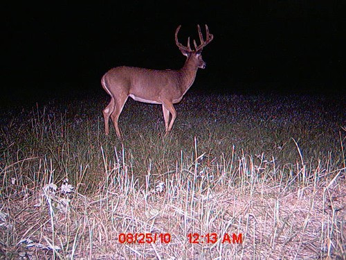 2010 Trail Camera Photos and Scouting Pics Photo