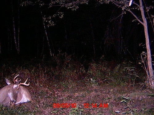Doe's, Fawns, Bear and other Cool Deer Pics Photo