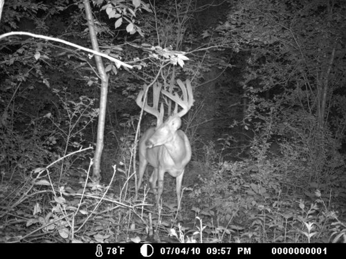 Trail Camera, Shed Hunting & Scouting Pics Photo