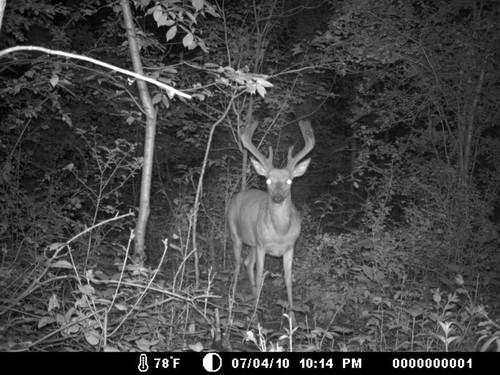 Trail Camera, Shed Hunting & Scouting Pics Photo