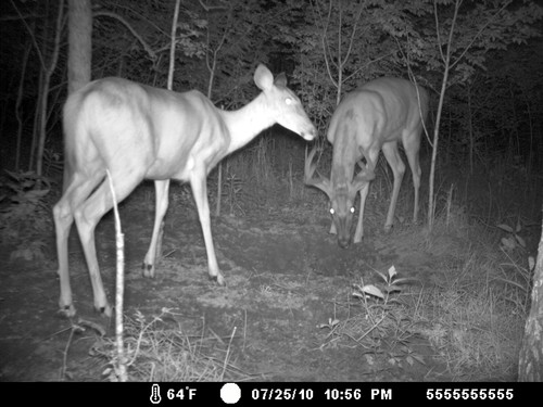 Trail Camera, Shed Hunting & Scouting Pics Photo