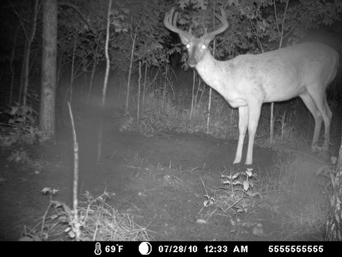 Trail Camera, Shed Hunting & Scouting Pics Photo