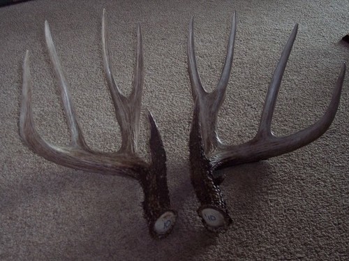 Trail Camera, Shed Hunting & Scouting Pics Photo