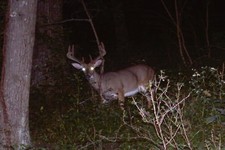 2011 Trail Camera Photos, shed, and scounting pics