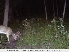 2011 Trail Camera Photos, shed, and scounting pics