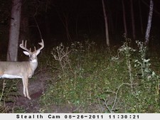 2011 Trail Camera Photos, shed, and scounting pics