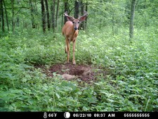 Nice buck at the whitetail deer lick