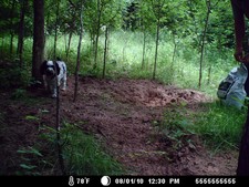 Check out that huge hole the deer dug!