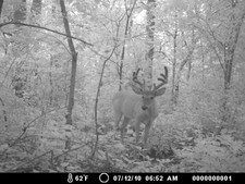 Big buck, looking to grow bigger
