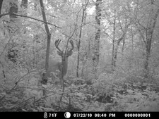 I want to grow my antlers big!