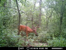 buck at deer mineral station