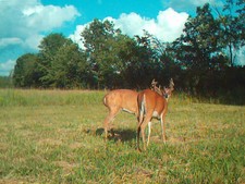 Deer hitting the Mineral by a water source