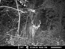 Nice buck here