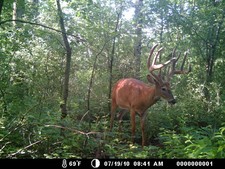 Splitter pics, late July 2