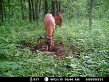 Buck licking mineral