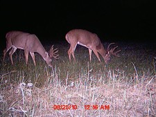 Two nice bucks as the mineral
