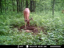Nice buck over mineral station