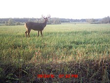 Nice 10 point