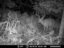 Splitter and another buck