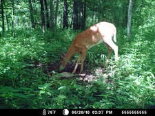 Nice young buck at the whitetail mineral pile