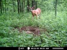 Cant get enough of that deer mineral