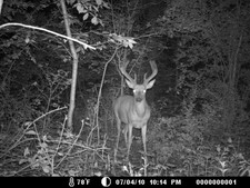 Nice Buck at the mineral piles