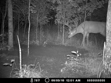 Nice buck eyeing up the mineral hole