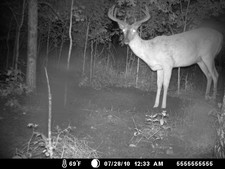 Nice young buck