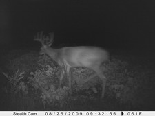 Nice 8 point 