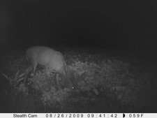 8 pointer licking the deer mineral 2
