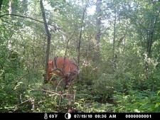 Splitter pics, late July 3