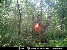 Splitter pics, late July 4