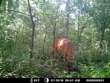 Splitter pics, late July 5