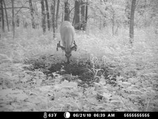 Nice buck hitting the deer mineral