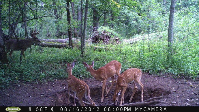 Trail Camera, Shed Hunting & Scouting Pics Photo