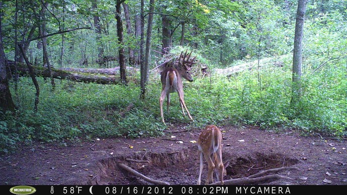 Trail Camera, Shed Hunting & Scouting Pics Photo