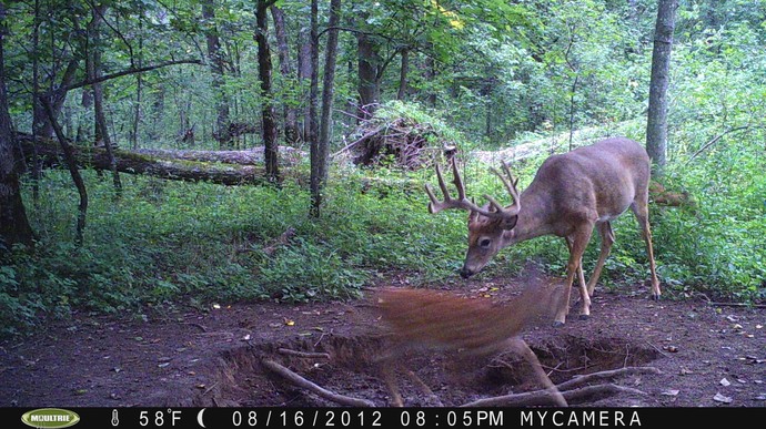 Trail Camera, Shed Hunting & Scouting Pics Photo