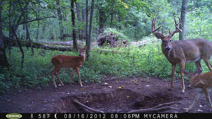 Trail Camera, Shed Hunting & Scouting Pics Photo